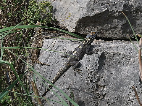 Two harduns agama's basking in the sun This Hardun Agama is showing of the star-shaped spots on his back where he is named after (stella = star). Hardun Agama,Laudakia Stellio,Laudakia stellio,Reptiles,Stellion,Turkey (country),agama stellio