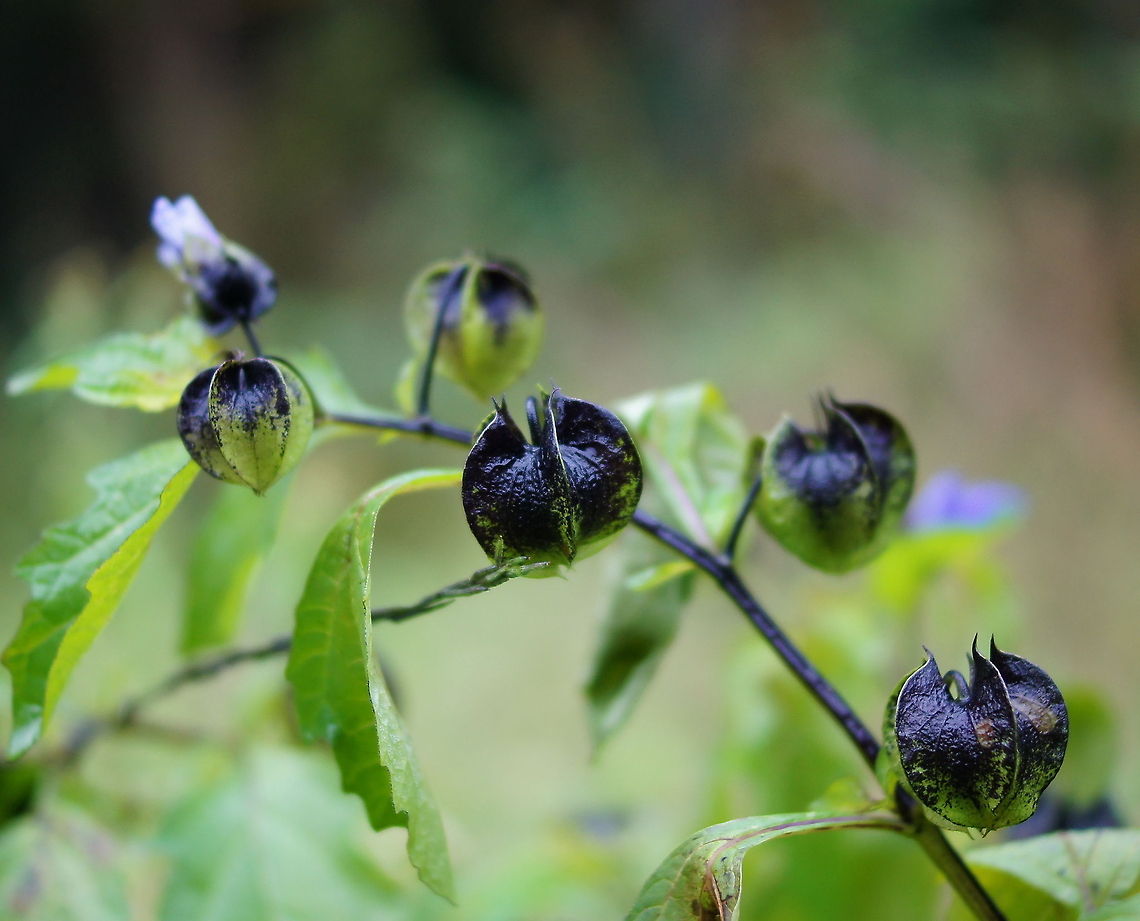 Apple of Peru (Nicandra physalodes) The 'apple of Peru' is one of the flowering plants in the nightshade family.<br />
Although originally from Peru, these plants seem to grow just fine in a dutch forest. Apple of Peru,Nicandra,Nicandra physalodes,The Netherlands