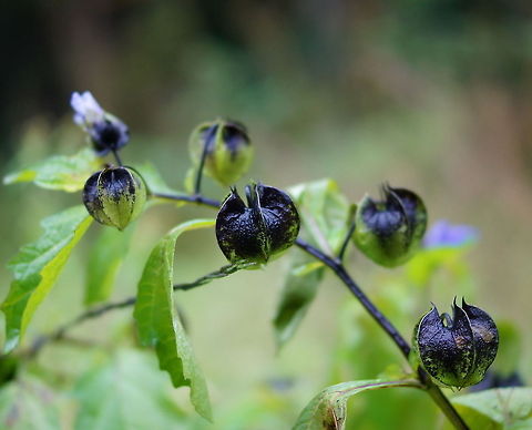 Apple of Peru (Nicandra physalodes) The 'apple of Peru' is one of the flowering plants in the nightshade family.
Although originally from Peru, these plants seem to grow just fine in a dutch forest. Apple of Peru,Nicandra,Nicandra physalodes,The Netherlands