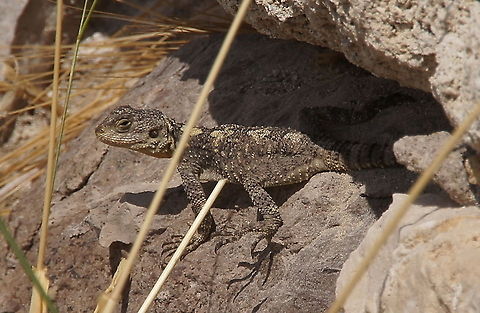 Hardun Agama enjoying the sun Hardun Agama (Laudakia Stellio) enjoying the sun Geotagged,Hardun Agama,Laudakia Stellio,Laudakia stellio,Reptiles,Spring,Stellion