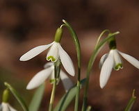 Two Snowdrops Snowdrops (Galanthus nivalis) Galanthus nivalis,Snowdrop,flowers