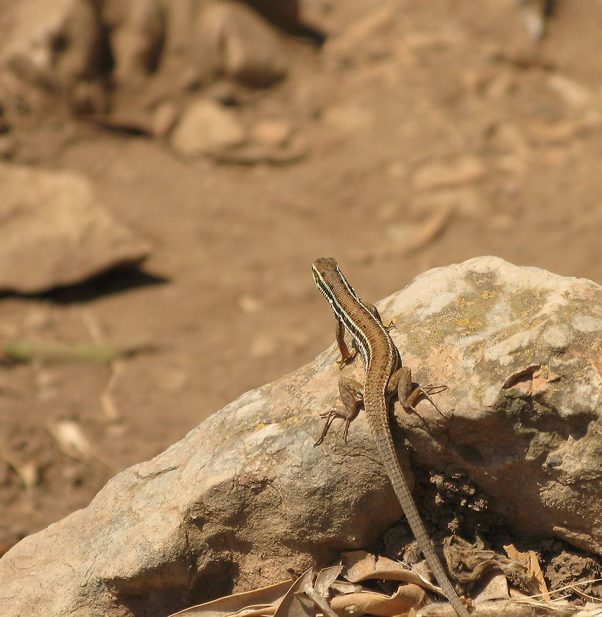 Snake-eyed Lizard on the lookout Snake-eyed Lizard (Ophisops elegans macrodactylus) on the lookout Geotagged,Lizard,Ophisops elegans,Ophisops elegans macrodactylus,Reptiles,Snake-eyed Lizard,Summer,Turkey