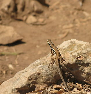 Snake-eyed Lizard on the lookout Snake-eyed Lizard (Ophisops elegans macrodactylus) on the lookout Geotagged,Lizard,Ophisops elegans,Ophisops elegans macrodactylus,Reptiles,Snake-eyed Lizard,Summer,Turkey