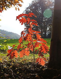 French oak in the autumn sun An French oak in the autumn sun French oak,Quercus petraea,Sessile Oak,quercus robur