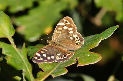 Speckled Wood (Pararge aegeria) Speckled Wood (Pararge aegeria) Butterfly,Pararge aegeria,Speckled Wood