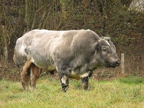 Belgian Blue Bull This is a cow of the breed 'Belgian Blue', known because of there impressive muscle growth. The gene which normally counteracts muscle growth is damaged so muscles grow much faster. The neonatal calf is so large that Caesarean sections are always necessary.
 Belgium,Bos primigenius indicus,Bos primigenius taurus,Bos taurus,Cattle,Cows,Geotagged,belgian blue
