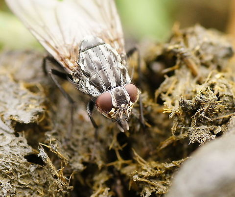 Flesh fly sitting on dung Flesh fly (Sarcophaga carnaria) sitting on dung. The dutch name is 'dambordvlieg'.
Unlike most other flies these flesh flies are viviparous, they give birth to live young. Dambordvlieg,Flesh Fly,Geotagged,Sarcophaga carnaria,The Netherlands,macro
