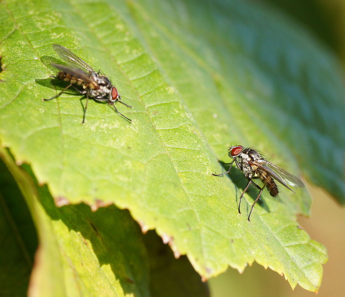 Fly love Fly love on leaf. Anthomyiidae,Closeup,Geotagged,Insects,Sarcophaga carnaria,The Netherlands,fly