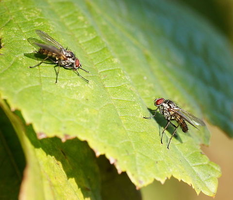Fly love Fly love on leaf. Anthomyiidae,Closeup,Geotagged,Insects,Sarcophaga carnaria,The Netherlands,fly