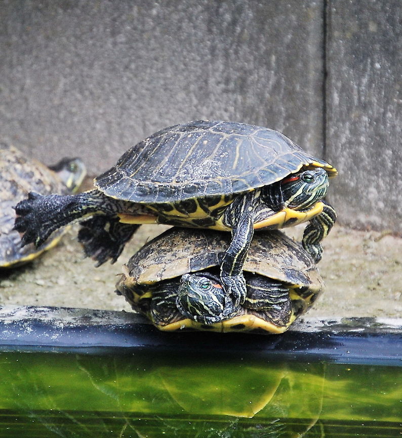 Two Red-eared sliders basking in the sun Two Red-eared sliders basking in the sun. They love to do this all day long.<br />
The one on the bottom doesn't seem to bother that someone is blocking his sun. Maybe he feels more relaxed knowing that the one above him is catched first by a predator. Closeup,Geotagged,Red-eared slider,Reptiles,The Netherlands,Trachemys Scripta Elegans