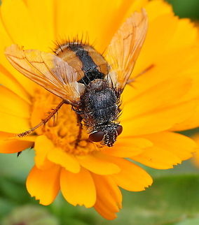 Striking fly on flower The Tachina Fera is found across Europe as far north as Scandinavia. Its larvae are parasitoids of the caterpillars of moths in the family Noctuidae Geotagged,Hoverflies,Insects,Tachina Fera,Tachina fera,The Netherlands,striking fly