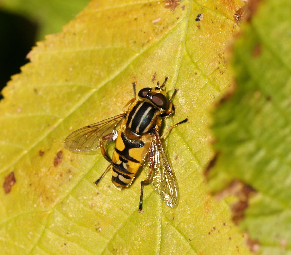 Pendelzweefvlieg (Helophilus Pendulus) Helophilus pendulus is a European hoverfly. Its scientific name means "dangling sun-lover" (from Greek Helios, "sun", -phil, "love", Latin pend-, "hang").<br />
Dutch name is Pendelzweefvlieg. Geotagged,Helophilus Pendulus,Helophilus pendulus,Hoverflies,The Netherlands,closeup