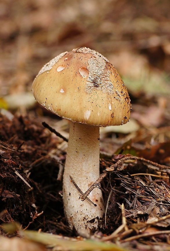 Penny Bun (Boletus Edulis) Prized as an ingredient in various foods, B. edulis is an edible mushroom held in high regard in many cuisines, and is commonly prepared and eaten in soups, pasta, or risotto.<br />
Although it is sold commercially, it has not been successfully grown in cultivation. Boletus Edulis,Boletus edulis,Geotagged,The Netherlands,boletus edulis,mushroom,penny bun