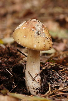 Penny Bun (Boletus Edulis) Prized as an ingredient in various foods, B. edulis is an edible mushroom held in high regard in many cuisines, and is commonly prepared and eaten in soups, pasta, or risotto.
Although it is sold commercially, it has not been successfully grown in cultivation. Boletus Edulis,Boletus edulis,Geotagged,The Netherlands,boletus edulis,mushroom,penny bun
