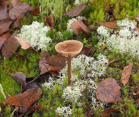 Autumn scene with mushroom and moss Typical autumn scene with this mushroom and moss. Thanks to a friend who needed to catch some breath I got the time to look at the side of the walking road and see this nice scene. Belgium,Geotagged,mushroom