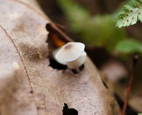 Milking bonnet growing through leaves Very small mycena mushrooms growing through the hole in a leaf.
The saprobic fungus is an important leaf litter decomposer, and able to utilize all the major constituents of plant litter. It is especially adept at attacking cellulose and lignin, the latter of which is the second most abundant renewable organic compound in the biosphere. Geotagged,Milking bonnet,Mycena galopus,The Netherlands,mushroom,mycena galopus