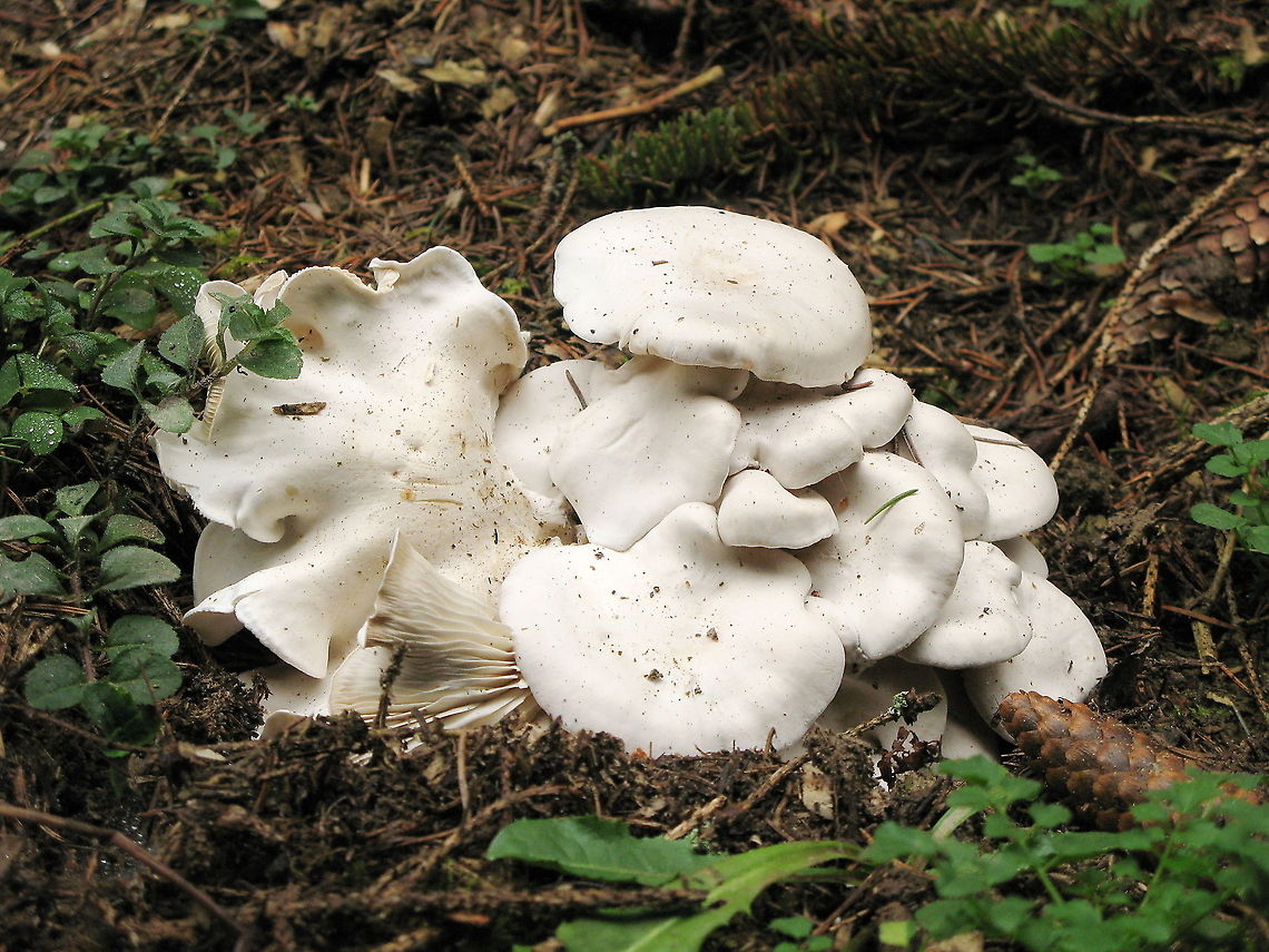 White mushroom If anyone knows a name of this mushroom, please don&#039;t hesitate to comment. Belgium,Geotagged,mushroom