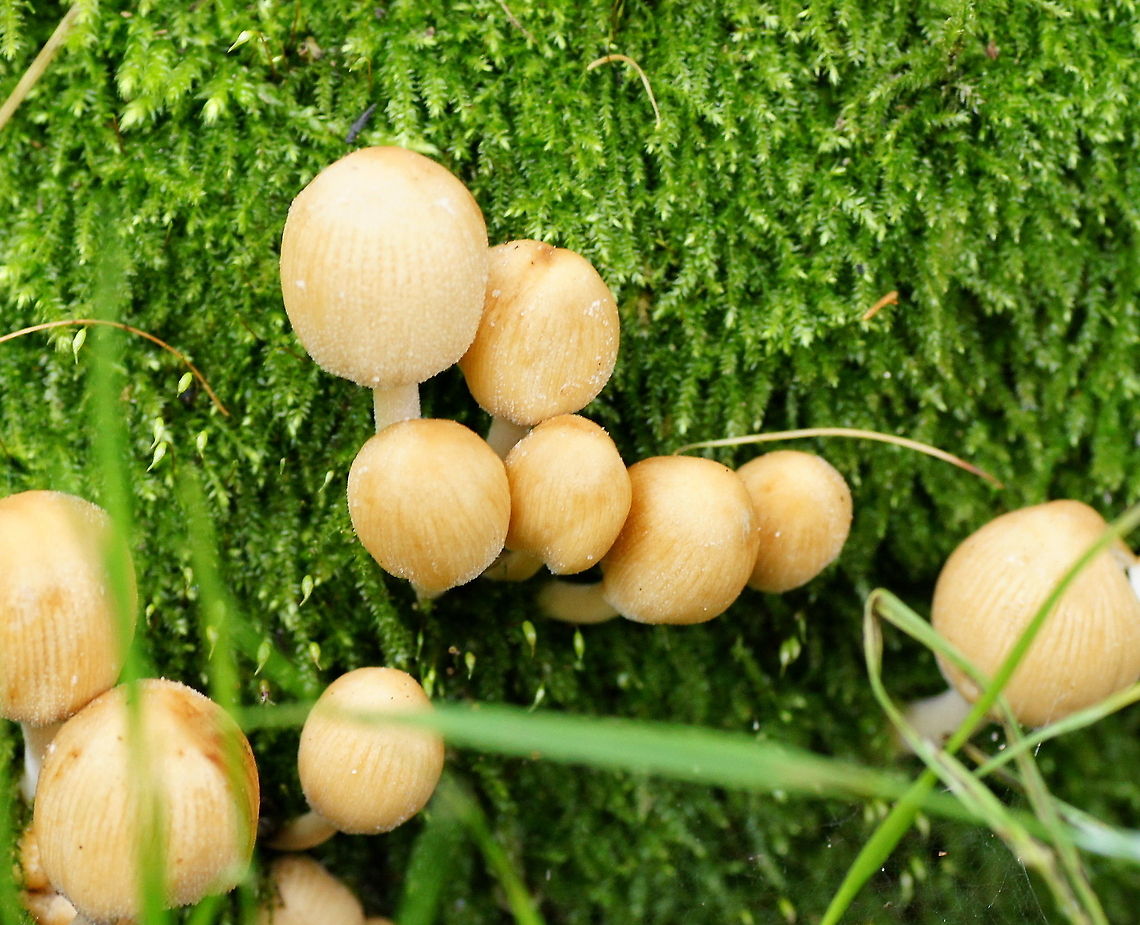 Flock of mushrooms Flock of mushrooms. Geotagged,The Netherlands,mushroom,mycena