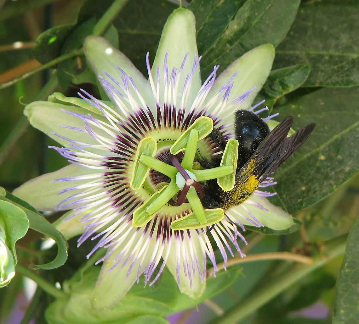 Passion flower visited by violet carpenter bee This flower is called the passion flower because its shape can be used to symbolize the death of Christ. The five sepals and five petals of the flower, which are similar in appearance, represent the disciples without Peter and Judas. The double row of colored filaments, known as the corona, signifies the halo around Christ&#039;s head or the crown of thorns. The five stamens and the three spreading styles with their flattened heads symbolize the wounds and the nails respectively. The vines tendrils resemble the whips used to scourge Christ. Flowers,France,Geotagged,Pasion flower,Passiflora caerulea,Xylocopa violacea,violet carpenter bee