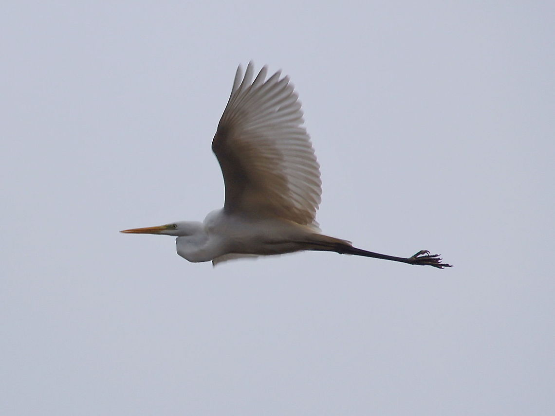 Great Egret in long-distance flight posture This picture shows the retracted neck flight posture of the Egret.<br />
Herons and egrets differ from species like storks and cranes by flying with their necks retracted instead of outstretched.<br />
 Ardea alba,Birds,Geotagged,Great Egret,The Netherlands