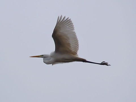 Great Egret in long-distance flight posture This picture shows the retracted neck flight posture of the Egret.
Herons and egrets differ from species like storks and cranes by flying with their necks retracted instead of outstretched.
 Ardea alba,Birds,Geotagged,Great Egret,The Netherlands