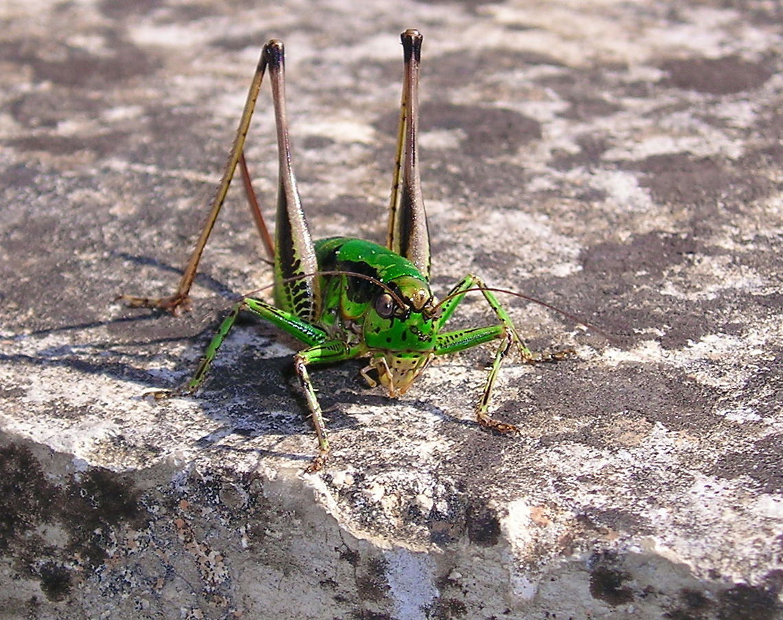 The green monster Mean looking grasshopper.<br />
Eupholidoptera chabrieri ssp. chabrieri Ensifera,Eupholidoptera,Eupholidoptera chabrieri,France,Geotagged,Grasshopper,Insects,Tettigoniidae,Tettigonioidea