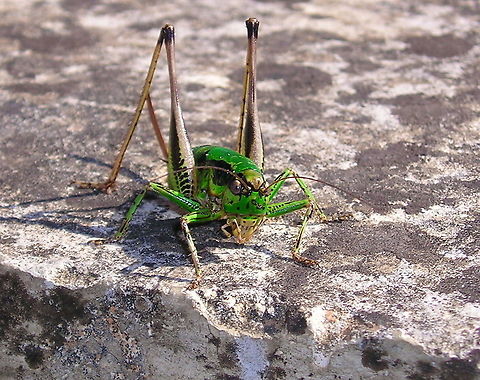 The green monster Mean looking grasshopper.
Eupholidoptera chabrieri ssp. chabrieri Ensifera,Eupholidoptera,Eupholidoptera chabrieri,France,Geotagged,Grasshopper,Insects,Tettigoniidae,Tettigonioidea