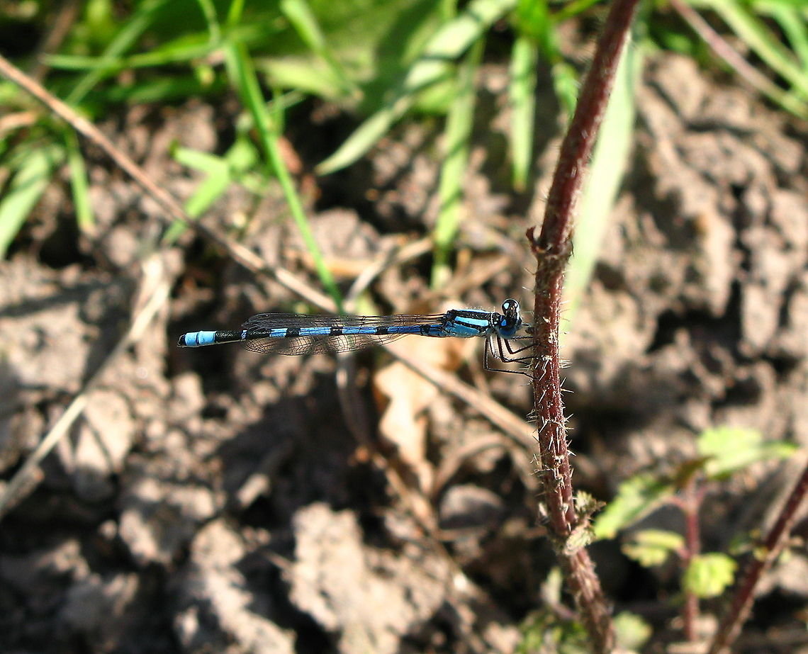 Azure Damselfly holding on to a rubus Azure Damselfly holding on to a rubus Common blue damselfly,Enallagma cyathigerum,France,Geotagged,Insects,damselfly
