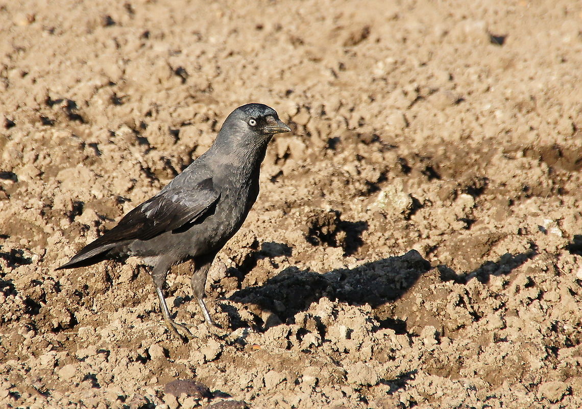 Jackdaw on the ground Te Jackdaw is an omnivorous and opportunistic feeder, and eats a wide variety of plant material and invertebrates, as well as food waste from urban areas.<br />
It was originally described as Corvus monedula by Linnaeus, but analysis of its DNA shows it is distinct enough to warrant reclassification in a separate genus Coloeus. Birds,Closeup,Coloeus monedula,Corvus Monedula,Crow,Daw,Eurasian Jackdaw,Geotagged,The Netherlands
