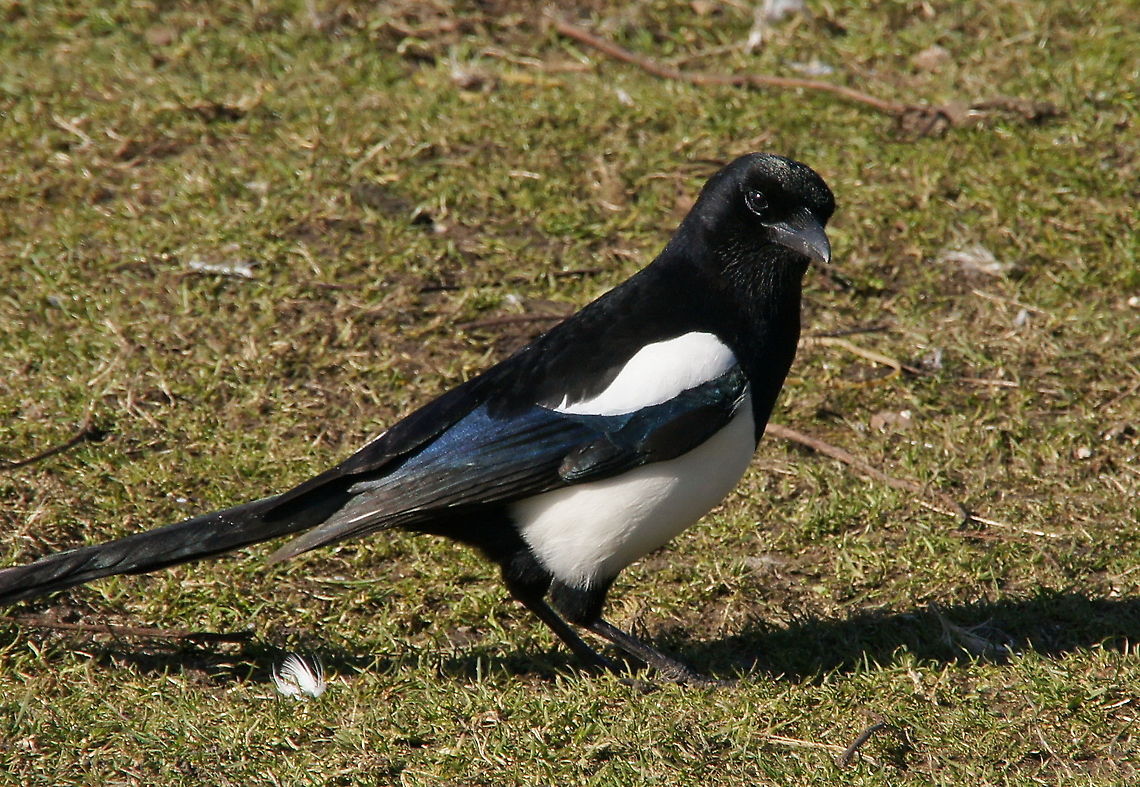 European Magpie (Pica Pica) The European Magpie is believed to be among the most intelligent of birds, and among the most intelligent of all animals. Magpies have been observed engaging in elaborate social rituals,  tool use, ability to hide and store food across seasons, episodic-like memory, and the ability to use one&#039;s own experience in predicting the behavior of conspecifics.<br />
 In captivity magpies have been observed counting up to get food, imitating human voices, and regularly using tools to clean their own cages.<br />
(source: wikipedia) Birds,Closeup,European Magpie,Geotagged,Pica Pica,The Netherlands,crow
