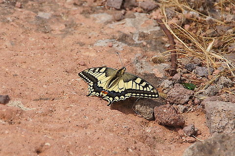 Swallowtail (Papilio Machaon) Swallowtail (Papilio Machaon) Butterfly,Geotagged,Insects,Papilio Machaon,Swallowtail,Turkey