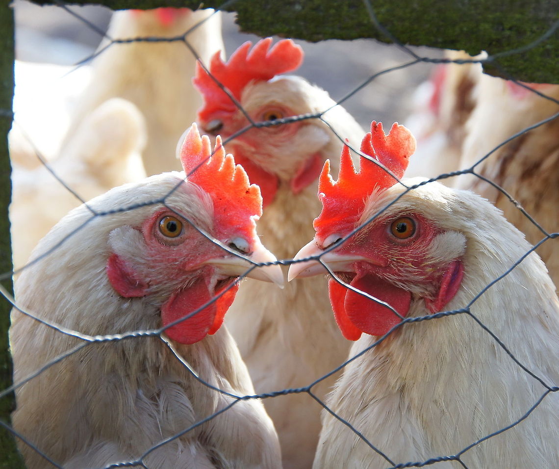 Three Chicks Chickens always seem to look concentrated and serious on a photo ;) Chicken,Domestic Chicken,Gallus gallus,Gallus gallus var. domesticus,Geotagged,The Netherlands,chicken,gallus gallus domesticus