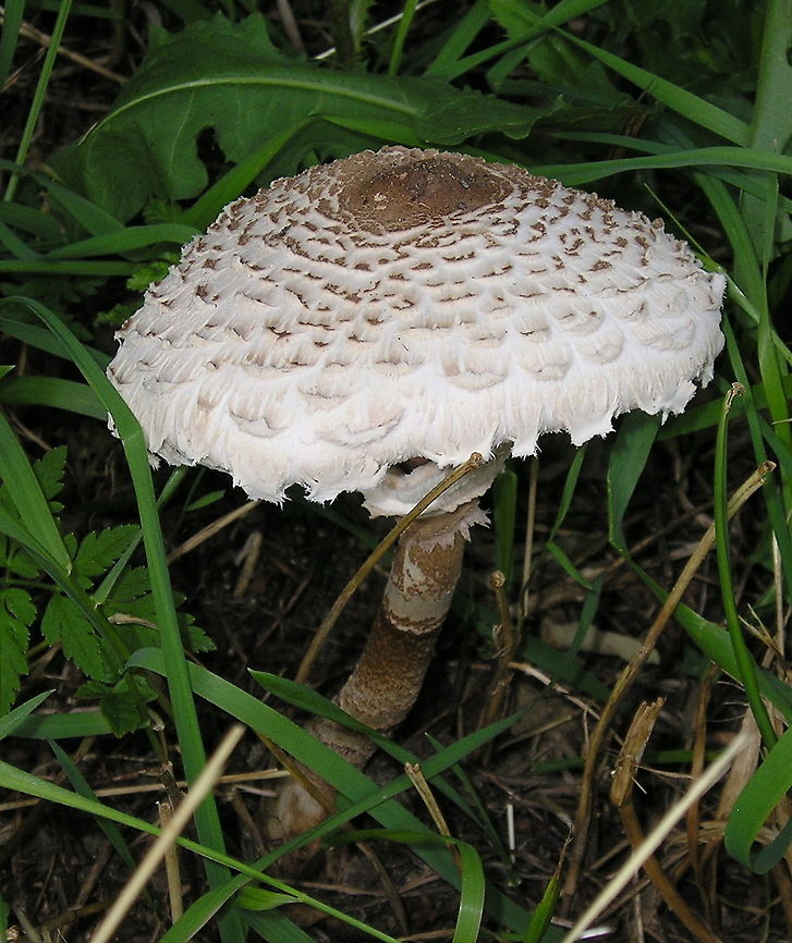 Parasol mushroom (Macrolepiota procera) This picture from 2004 is one from the beginning of my photography hobby. Taken with my Olympus 3.3 megapixel compact camera.<br />
 Geotagged,Macrolepiota procera,Parasol mushroom,The Netherlands,mushroom