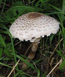 Parasol mushroom (Macrolepiota procera) This picture from 2004 is one from the beginning of my photography hobby. Taken with my Olympus 3.3 megapixel compact camera.
 Geotagged,Macrolepiota procera,Parasol mushroom,The Netherlands,mushroom