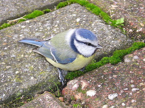 Blue Tit (Cyanistes Caeruleus) This blue tit was recovering from flying against a window, giving me a nice opportunity for a picture. It flew away after some time. Birds,Blue Tit,Closeup,Cyanistes Caeruleus,Geotagged,The Netherlands