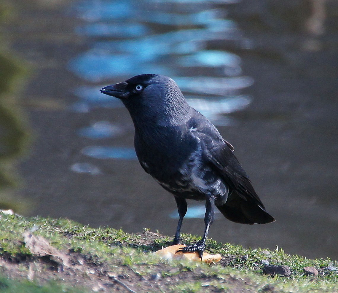 Jackdaw (Coloeus monedula) Jackdaw (Coloeus monedula) Coloeus monedula,Geotagged,Jackdaw,The Netherlands