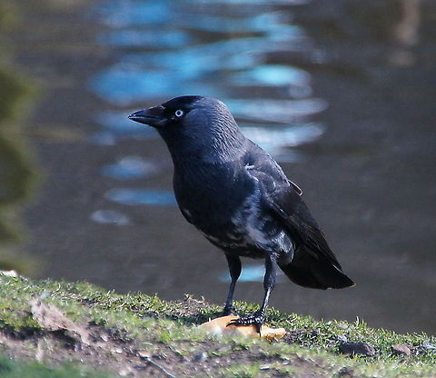 Jackdaw (Coloeus monedula) Jackdaw (Coloeus monedula) Coloeus monedula,Geotagged,Jackdaw,The Netherlands