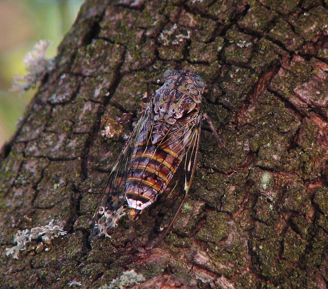 Cicada Cacan (Cicadoidea Cicada Orni) These cicada are one of the loudest insects around (120db), so loud that it repels some birds. They feed by sucking sap out of trees.<br />
It is difficult to see on a picture, but the wings have a beautiful golden shine over it. Cicada Cacan,Cicada orni,Cicadoidea Cicada Orni,France,Geotagged