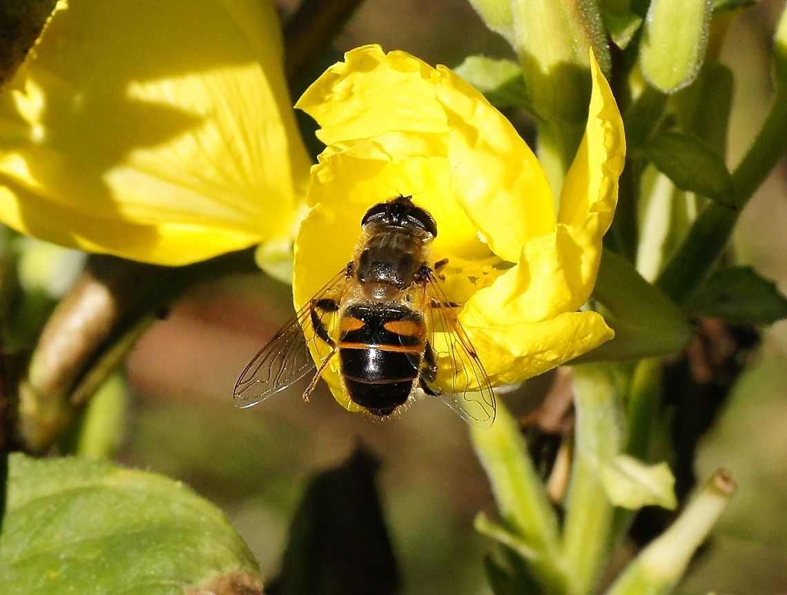 Puntbijvlieg (Eristalis Nemorum) Puntbijvlieg (Eristalis Nemorum) Eristalis Nemorum,Eristalis nemorum,Eristalis tenax,Geotagged,Insects,Puntbijvlieg,The Netherlands