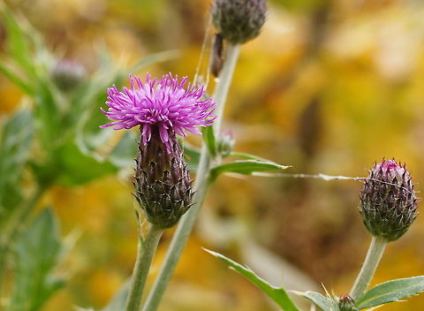 Canada Thistle (Cirsium arvense) Canada Thistle (Cirsium arvense) Cirsium arvense,Geotagged,The Netherlands
