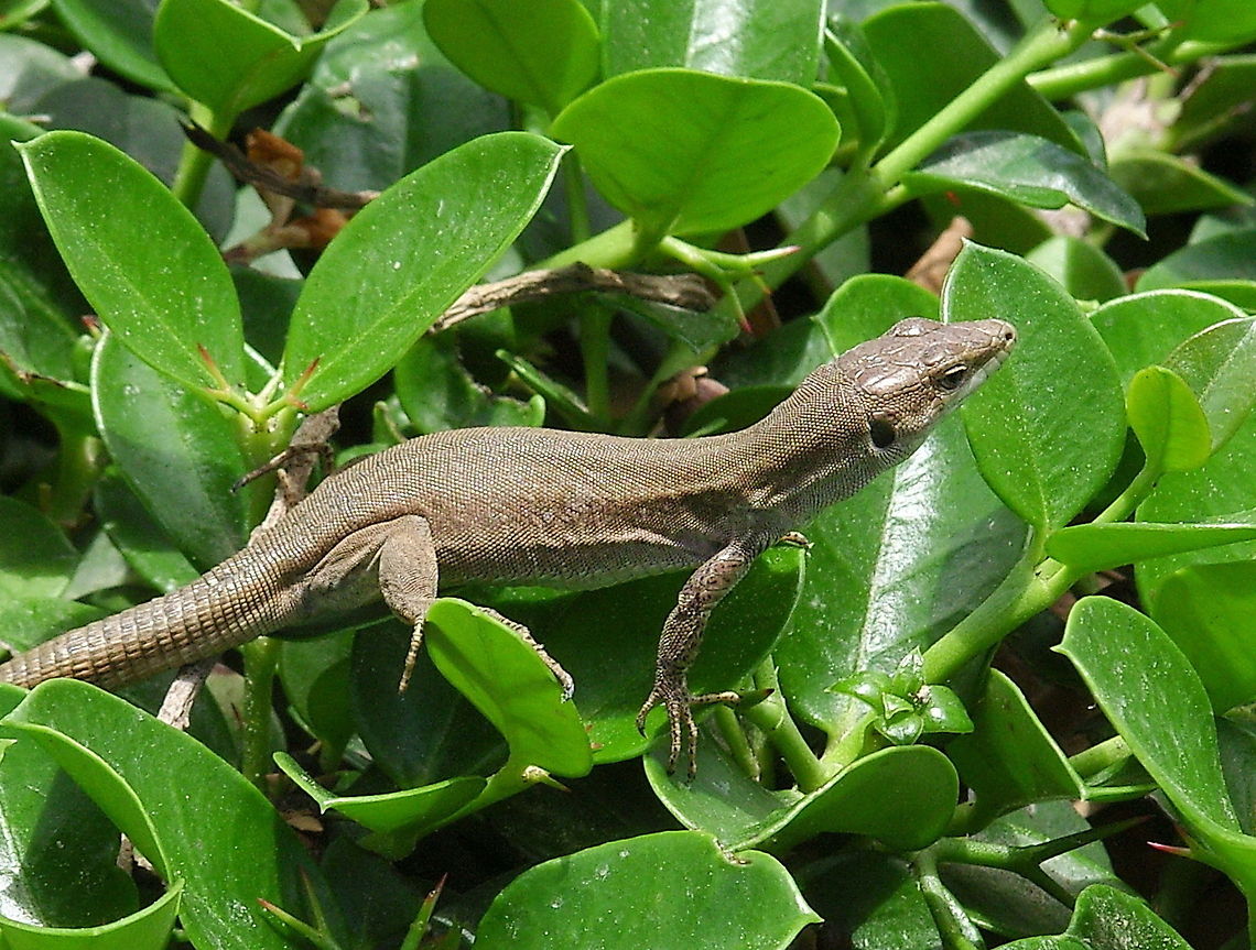 Filfola Lizard (Podarcis filfolensis ssp. maltensis) Filfola Lizard (Podarcis filfolensis ssp. maltensis).<br />
The map is pointing to the exact bush at the Barracca public garden this lizard is pictured in ;) Filfola,Geotagged,Lizard,Malta,Podarcis filfolensis,Podarcis filfolensis ssp. maltensis,Reptiles