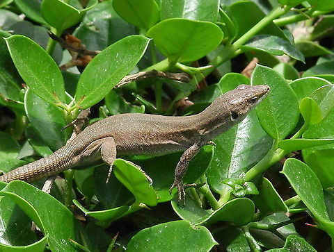 Filfola Lizard (Podarcis filfolensis ssp. maltensis) Filfola Lizard (Podarcis filfolensis ssp. maltensis).
The map is pointing to the exact bush at the Barracca public garden this lizard is pictured in ;) Filfola,Geotagged,Lizard,Malta,Podarcis filfolensis,Podarcis filfolensis ssp. maltensis,Reptiles