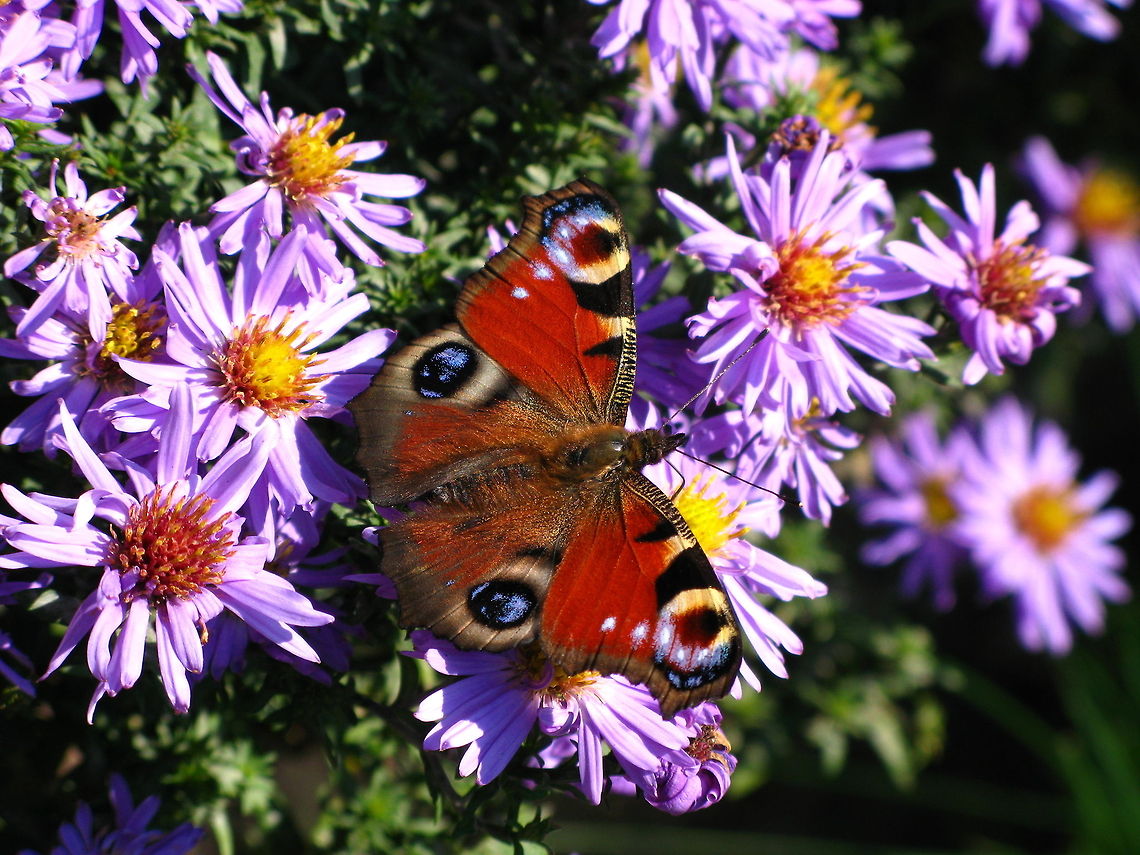 Peacock butterfly (Inachis Io) Peacock butterfly (Inachis Io) Geotagged,Inachis io,Porteguese Peacock,The Netherlands