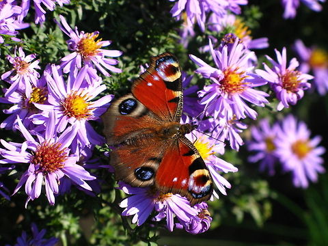 Peacock butterfly (Inachis Io) Peacock butterfly (Inachis Io) Geotagged,Inachis io,Porteguese Peacock,The Netherlands