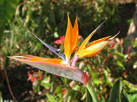 Crane Flower (Strelitzia reginae) Strelitzia reginae visited by ants Crane Flower,France,Geotagged,Strelitzia reginae