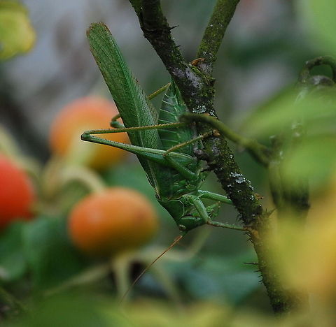 The wart-biter on Rosa canina The wart-biter (Decticus verrucivorus) gets his name because of the combination of teeth strong enough to penetrate skin and the biting stumach juices it spits out when treathened could burn a wrath away.
 Decticus verrucivorus,Geotagged,The Netherlands,The wart-biter,Wart-biter