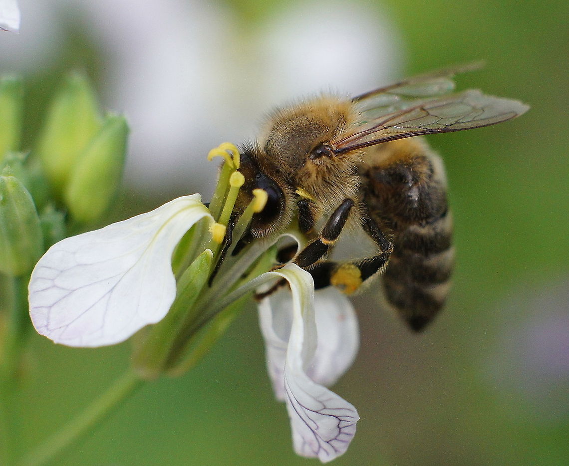 Honey bee on flower European honey bee (Apis mellifera) Apis mellifera,European honey bee,Geotagged,Macro,The Netherlands,Western honey bee(Apis mellifera)