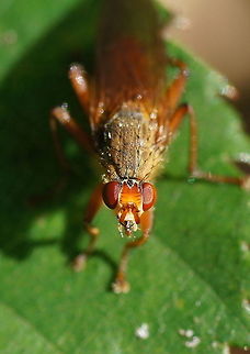 Yellow dung fly (Scatophaga stercoraria) Yellow dung fly looking at you! ;) Geotagged,Humor,Scathophaga stercoraria,The Netherlands,Yellow dung fly