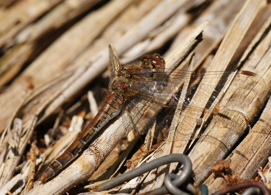 Vagrant Darter (Sympetrum Vulgatum) Vagrant Darter (Sympetrum Vulgatum) Geotagged,Sympetrum Vulgatum,The Netherlands,Vagrant Darter
