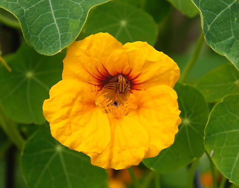Indian Cress (Tropaeolum majus) Indian Cress are grown for their flowers, and also because both their leaves and flowers are edible; they can be used in salads, imparting a delicately peppery taste. The seeds are also edible, and can be used as a caper substitute. Flowers,Geotagged,Indian Cress,The Netherlands,Tropaeolum majus